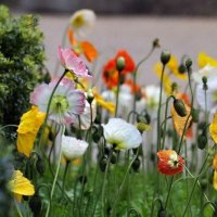 Весна :: ZNatasha -