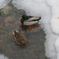 Сладкая парочка уточек :: Танзиля Завьялова