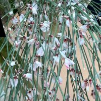 Цветочный водопад. :: Pippa 