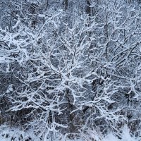 Утро после снегопада 3 :: Мария К.