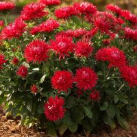 цветы :: МАРИЯ ПОПОВА