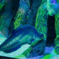 Анталия. Аквариум.Пинагор :: Светлана SvetNika17