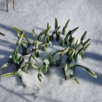 Подснежники :: Наталья 