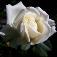 Раскрыла бутон, красоты не тая © :: Hope 