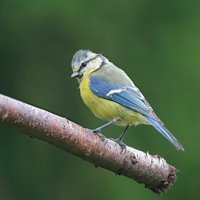 Юная птичка лесная... :: Andrey Bragin Юная птичка лесная... :: Andrey Bragin