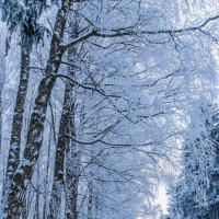 «Деревья в инее — хрустальные скульптуры природы». :: Екатерина Счасная