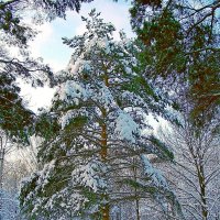 *** :: VasiLina * *** :: VasiLina *