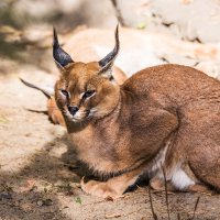 Каракал :: SanSan 