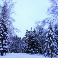 Красота зимнего леса :: Людмила Смородинская Красота зимнего леса :: Людмила Смородинская