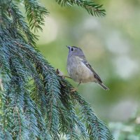 желтоголовый королек. :: юрий макаров