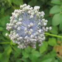 ....... :: Елена Шаламова