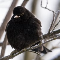 Черный дрозд. :: Владимир Безбородов Черный дрозд. :: Владимир Безбородов