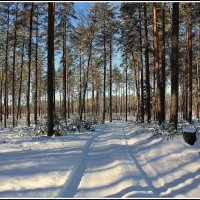 Лесная дорога :: Aleksandr Gal