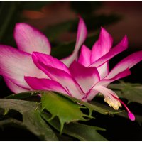 Декабрист :: Михаил К