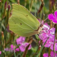 Ах эти бабочки :: Александр Ковальчук Ах эти бабочки :: Александр Ковальчук