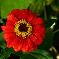 Алая  Циния :: Валентин Семчишин