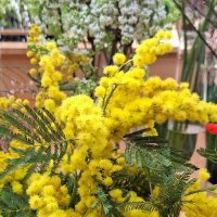 мимоза :: Наталья 