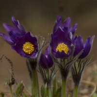 Первоцветы :: Олег Денисов