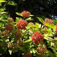 Пузыреплодник :: Freddy 97