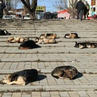 Греются на солнышке :: Татьяна Пальчикова