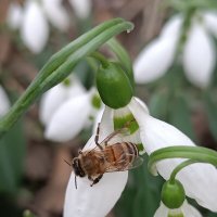 Пчёлка собирает пыльцу с цветочка подснежники :: Слава Коломойцев