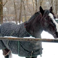 Кто кто? Домтали уже. Конь в пальто! :: Александр Чеботарь