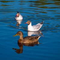 Ухта. Водоплавающие парка) :: Николай Зиновьев Ухта. Водоплавающие парка) :: Николай Зиновьев