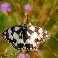 опять про бабочек...478 :: Александр Прокудин