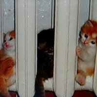 Три кота :: Виктор  /  Victor Соболенко  /  Sobolenko