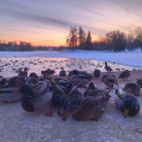 Утки :: Сапсан 