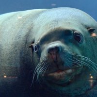 Сивуч :: <<< Наташа >>>