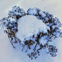 Снежный веночек :: Veera V