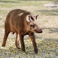 Тапир :: SanSan 