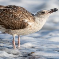 На морском берегу. Чайки :: Владимир Лазарев