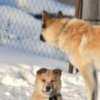 Двое на снегу :: Сергей Шаврин