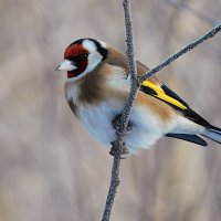 Щегол :: Лина 