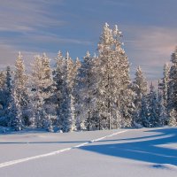 Мои зимние дорожки ... :: Ravile 