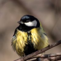 Синица. :: Александр. AVG100 ---