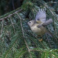 желтоголовый королек. :: юрий макаров
