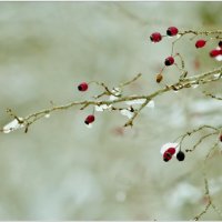 ЭТЮД... :: Elvira E. ЭТЮД... :: Elvira E.