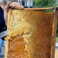 Свежий Мёд :: Mihail Levinskiy