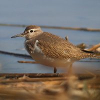 Перевозчик :: Георгий Бондаренко Перевозчик :: Георгий Бондаренко