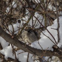 Воробей :: Тамара Федорова Воробей :: Тамара Федорова