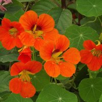 Настурция :: Freddy 97