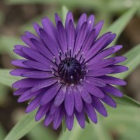 цветы :: МАРИЯ ПОПОВА