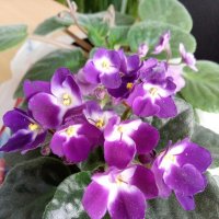 Фиалка :: Татьяна Пальчикова