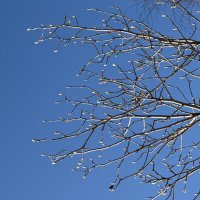 Весна уже близко! :: Pippa 