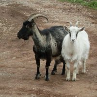 Домашние козы :: Сергей Фомин 