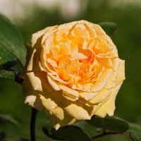 Ароматная пышная Беатрис - одна из немногих срезочных роз Остина :: Николай Зиновьев