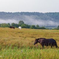 Лошадки ранним утром с видом на высокий таежный берег-гряду реки Ухта, туманчик над рекой (Коми) :: Николай Зиновьев